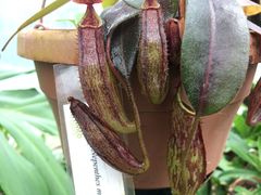 Nepenthes maxima