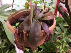 Nepenthes maxima