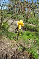 Aeschynomene montevidensis