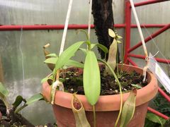 Nepenthes truncata