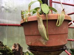 Nepenthes truncata