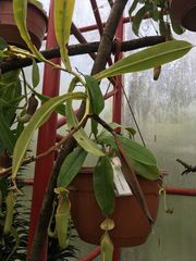 Nepenthes copelandii
