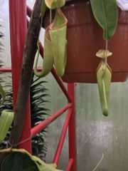 Nepenthes copelandii