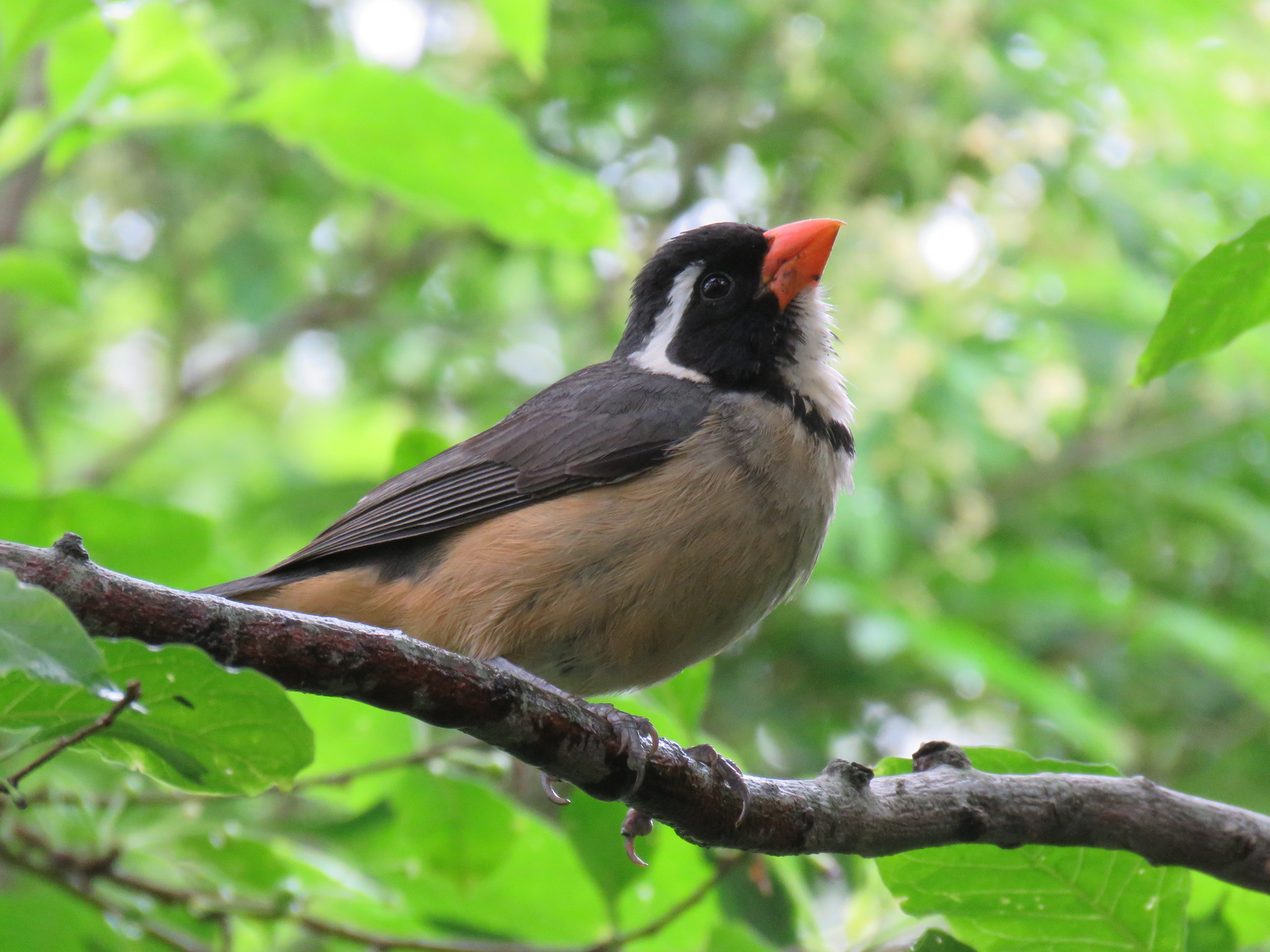Golden-billed Saltator (Saltator aurantiirostris)