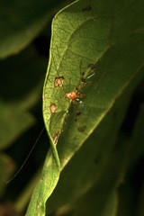 Macrocera phalerata