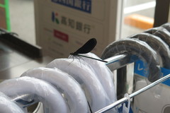 Atrocalopteryx atrata