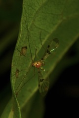 Macrocera phalerata