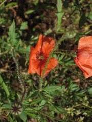 Papaver pinnatifidum