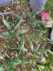 Cyrtochilum densiflorum