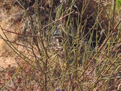 Cytisus grandiflorus