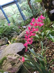 Cyrtochilum densiflorum