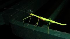 Huananphasma amicum