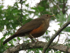 Turdus rufiventris