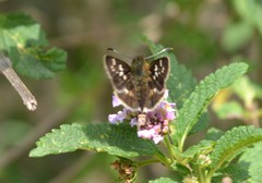 Dardarina salta