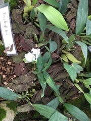 Trichopilia fragrans