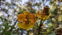 Trichocentrum bicallosum