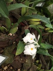 Trichopilia fragrans