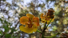 Trichocentrum bicallosum