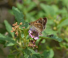 Dardarina salta