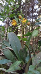 Trichocentrum bicallosum