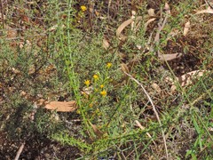 Ulex australis