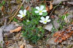 Arenaria montana