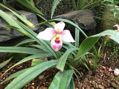 Phragmipedium schlimii
