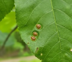 Phylloxera foveola