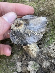 Tricholoma griseoviolaceum