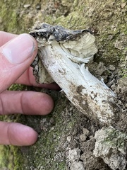 Tricholoma griseoviolaceum