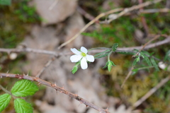 Arenaria montana
