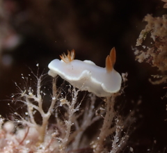 Ardeadoris angustolutea