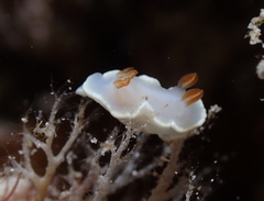 Ardeadoris angustolutea