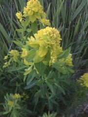 Euphorbia palustris