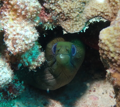 Gymnothorax undulatus