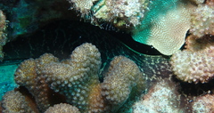 Gymnothorax undulatus
