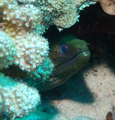 Gymnothorax undulatus