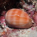 Leviathan Cowry - Photo (c) Sara Thiebaud, some rights reserved (CC BY-NC), uploaded by Sara Thiebaud
