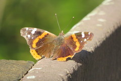 Vanessa atalanta