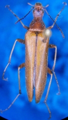 Cephaloon bicolor