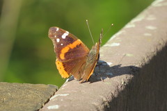 Vanessa atalanta