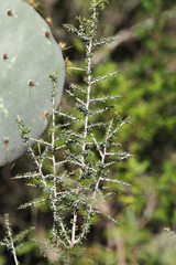 Condalia spathulata