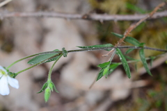 Arenaria montana
