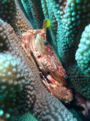 Goniosupradens hawaiensis
