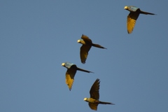 Orthopsittaca manilatus