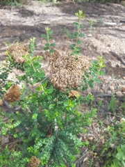 Ozothamnus obcordatus major