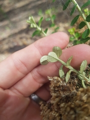 Ozothamnus obcordatus major