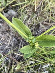 Bernardia multicaulis