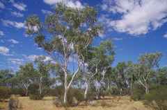 Eucalyptus camaldulensis arida