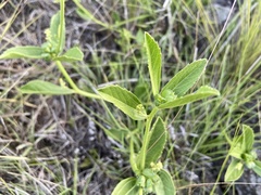 Bernardia multicaulis